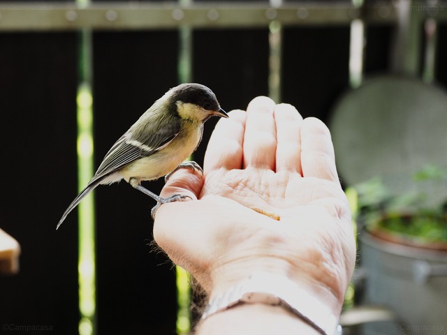 Great tit, eating from hand