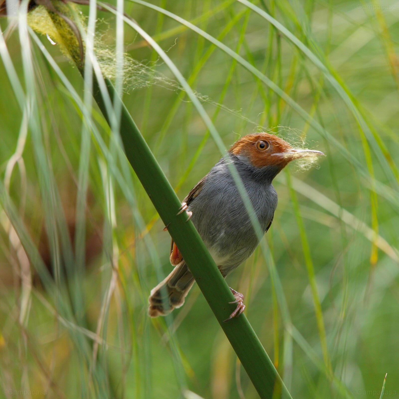 Ashy Tailorbird