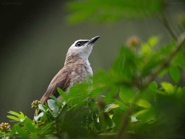 Yellow Vented Bulbul