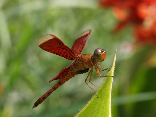 Red Grasshawk