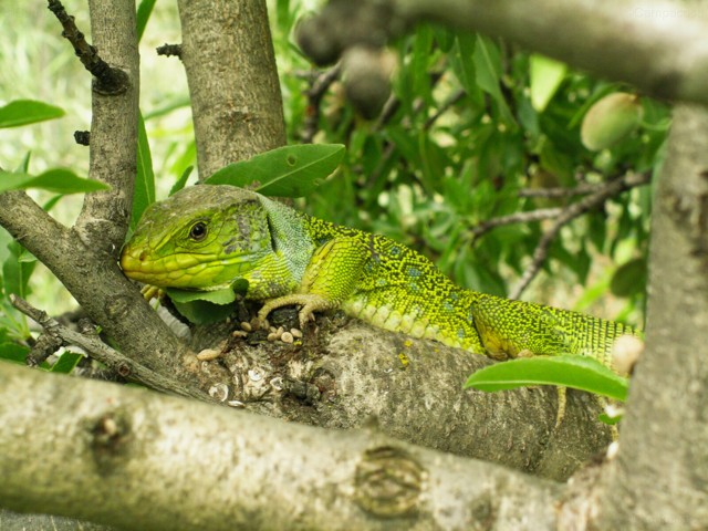 Ocellated lizard