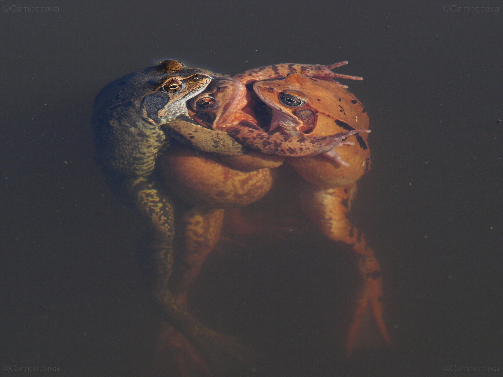 Frog ménage à trois