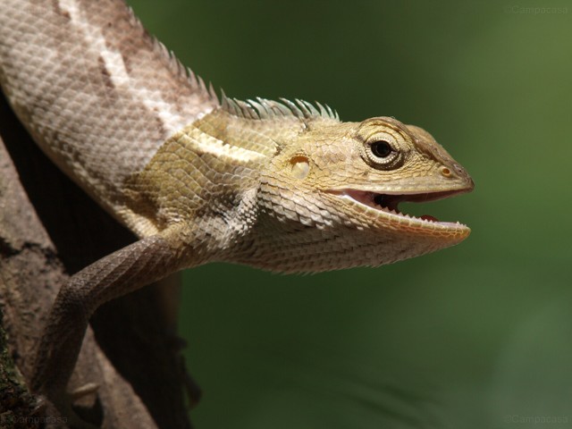 Oriental Garden or Changeable Lizard